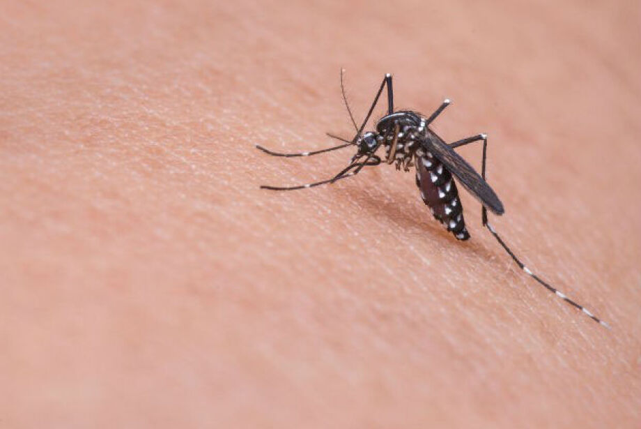 04-0416-0011-mosquito-zika (1)