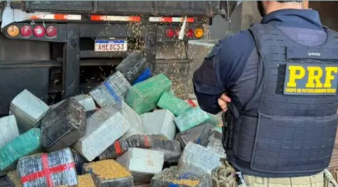 Carga de milho esconde 5,2 toneladas de maconha em rodotrem