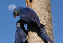 ARARA AZUL
