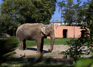 Elefante Sandro cruza Mato Grosso do Sul rumo à Chapada dos Guimarães (MT)