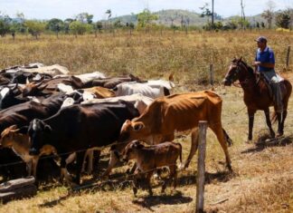 Crédito rural na Amazônia pode ficar condicionado à rastreabilidade de bois e búfalo